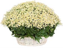 Цветочная композиция из Ромашки в корзине #REPLACE_PRED# Марьино